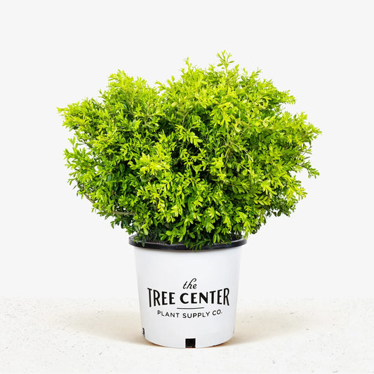 Buxus Microphylla 'franklin's Gem' - View 11 from www redcrocus com