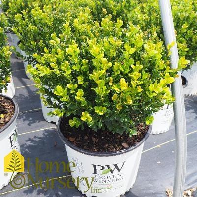 Buxus Microphylla 'franklin's Gem' - View 13 from www redcrocus com
