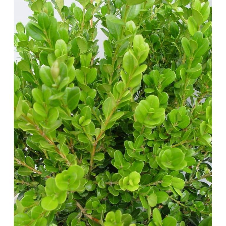 Buxus Microphylla 'franklin's Gem' - View 14 from www redcrocus com