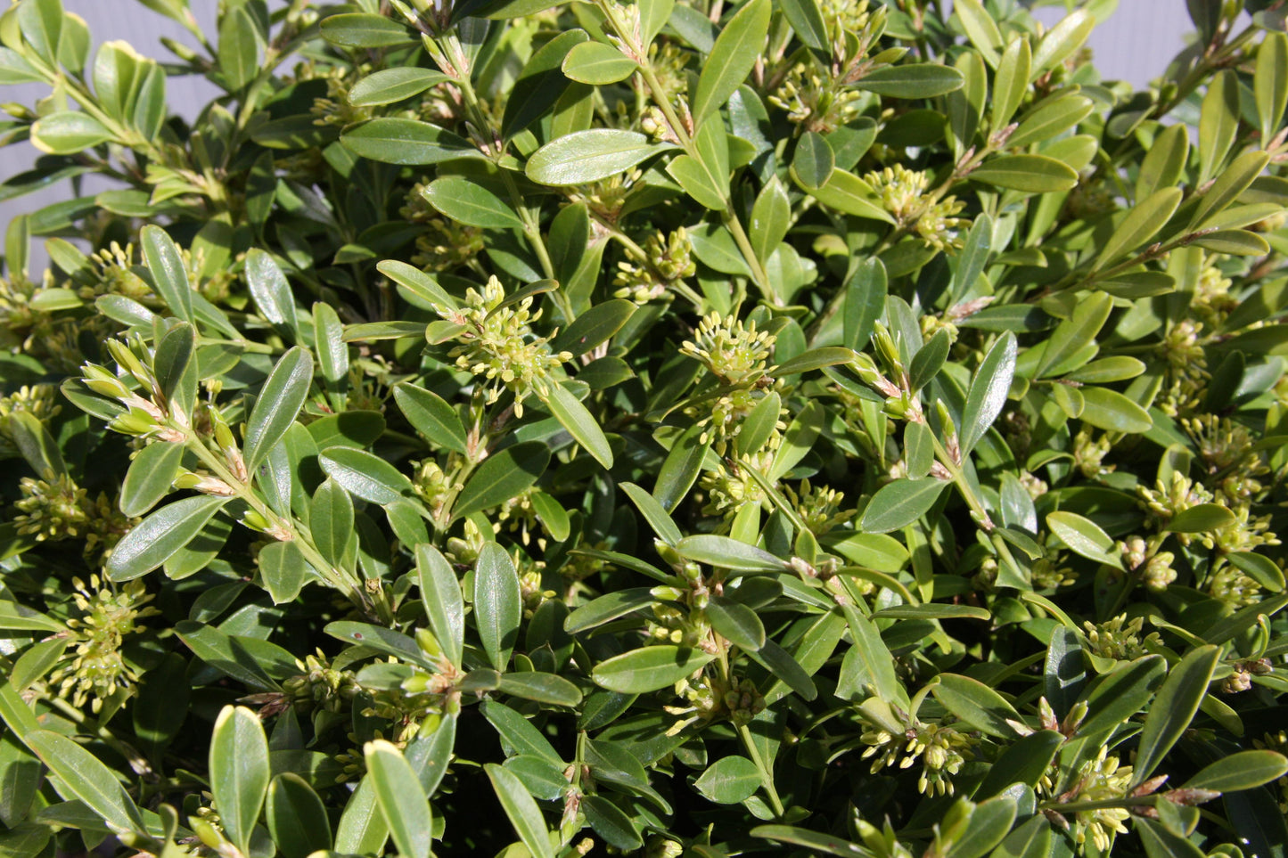Buxus Microphylla 'franklin's Gem' - View 16 from www redcrocus com