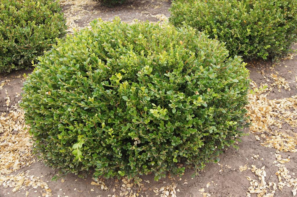 Buxus Microphylla 'franklin's Gem' - View 17 from www redcrocus com