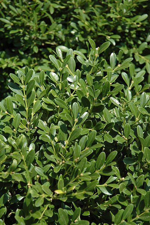 Buxus Microphylla 'franklin's Gem' - View 18 from www redcrocus com