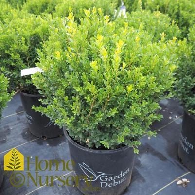Buxus Microphylla 'franklin's Gem' - View 19 from www redcrocus com