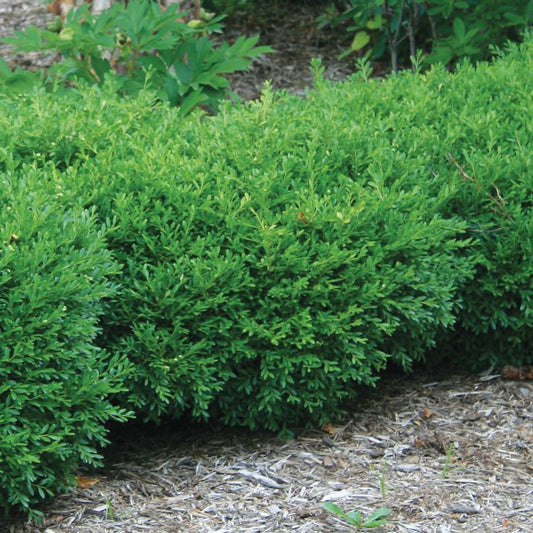Buxus Microphylla 'franklin's Gem' - View 1 from www redcrocus com