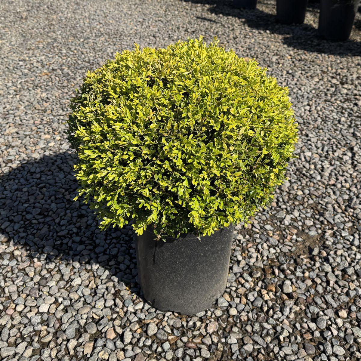 Buxus Microphylla 'franklin's Gem' - View 22 from www redcrocus com