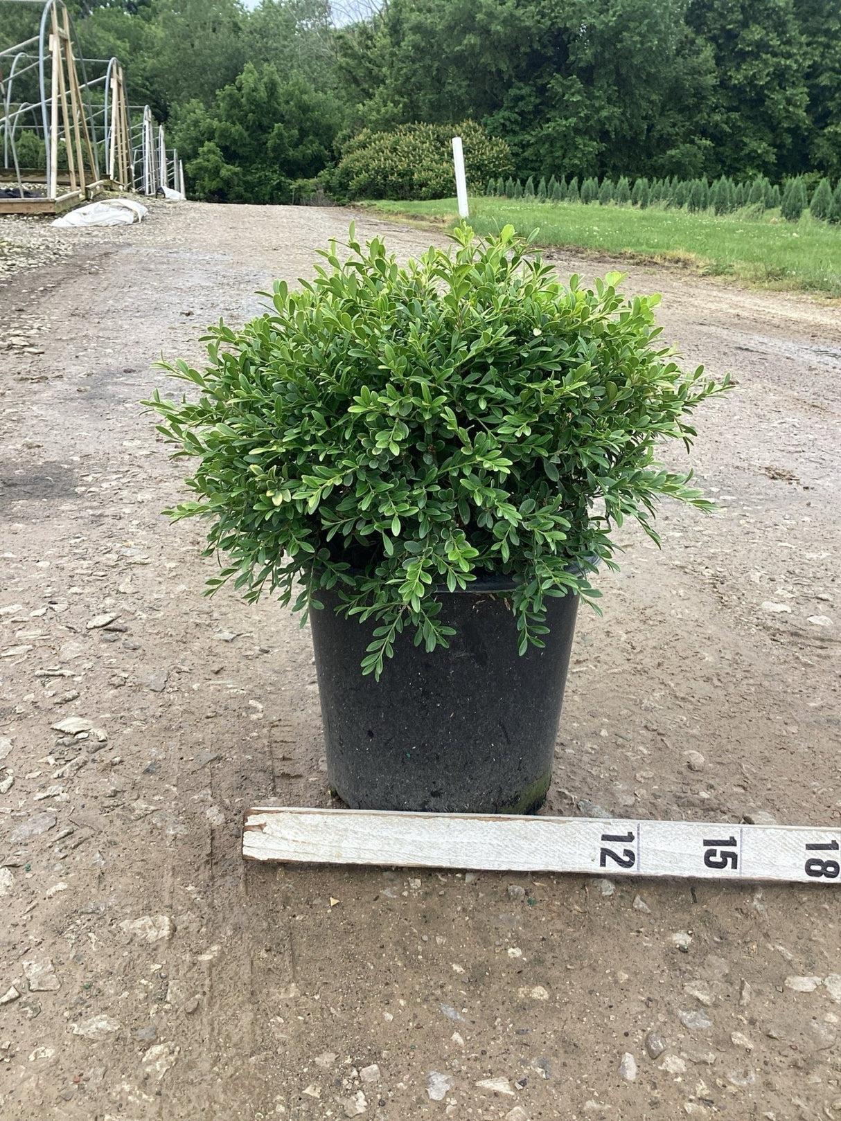 Buxus Microphylla 'franklin's Gem' - View 24 from www redcrocus com