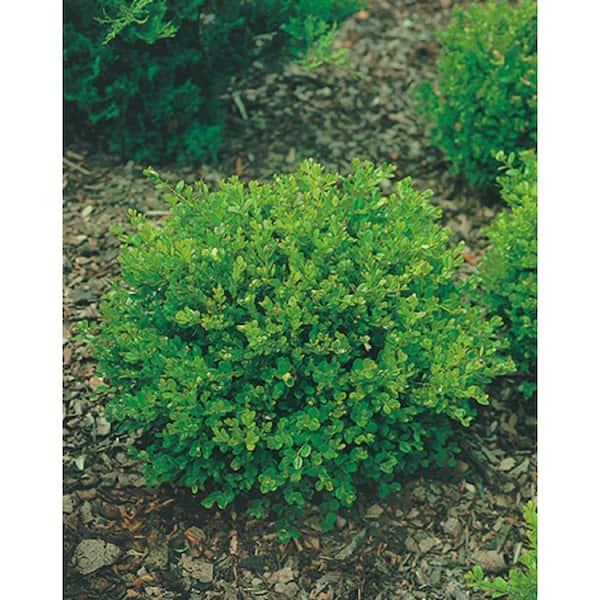 Buxus Microphylla 'franklin's Gem' - View 25 from www redcrocus com