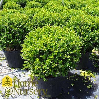 Buxus Microphylla 'franklin's Gem' - View 26 from www redcrocus com