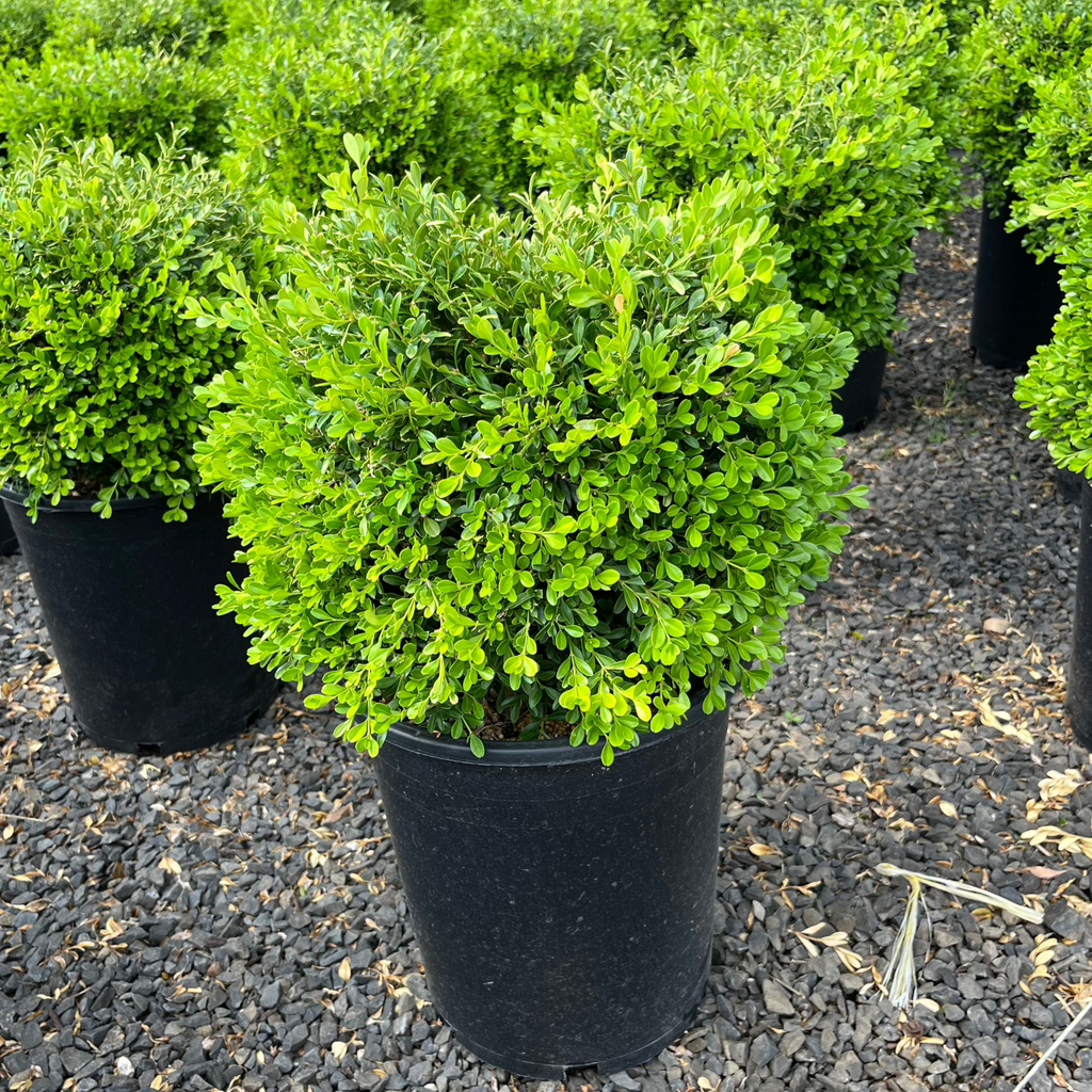 Buxus Microphylla 'franklin's Gem' - View 27 from www redcrocus com