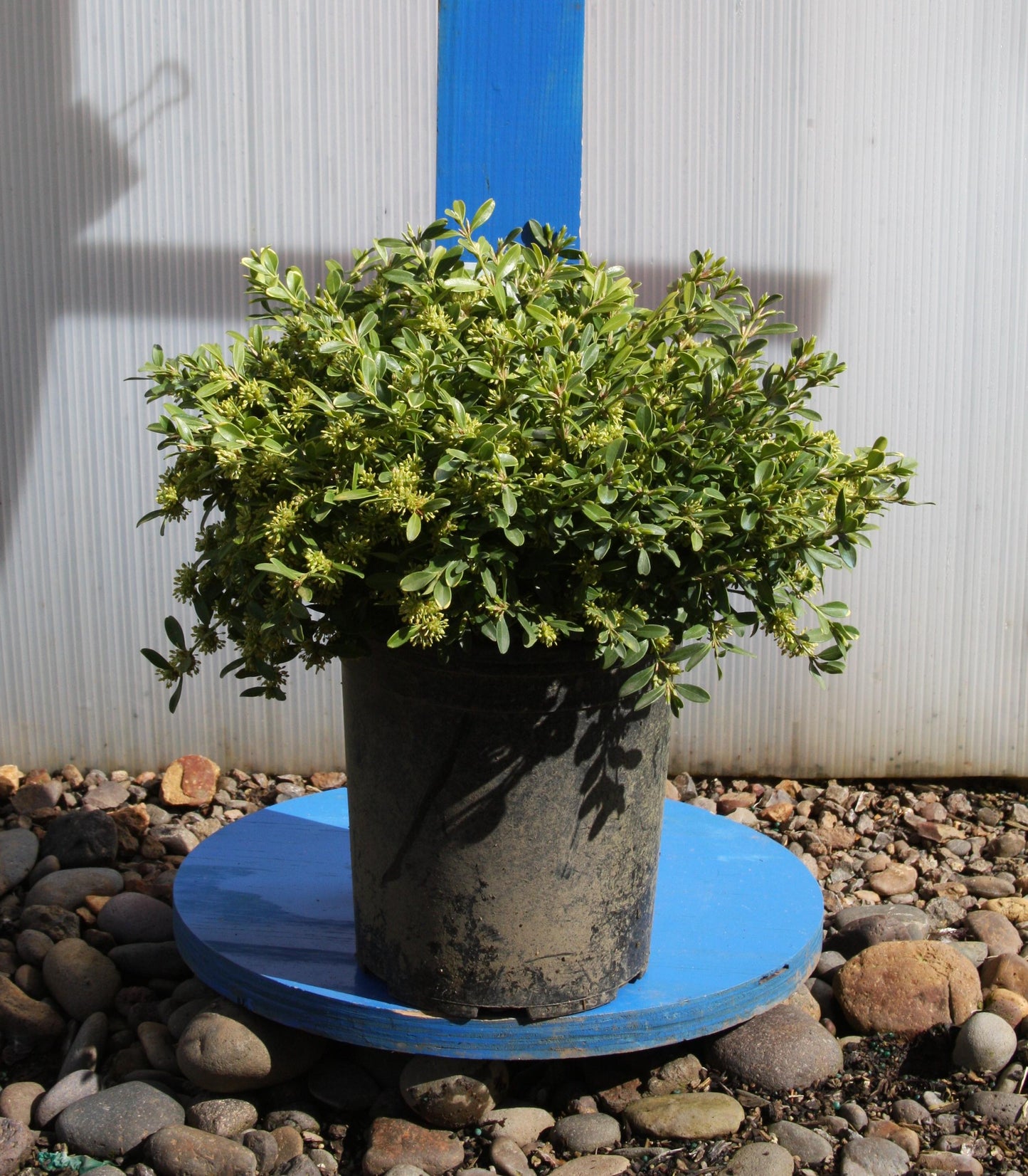 Buxus Microphylla 'franklin's Gem' - View 28 from www redcrocus com