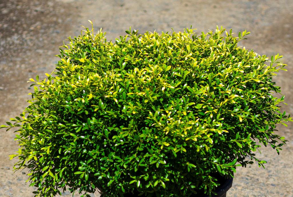 Buxus Microphylla 'franklin's Gem' - View 29 from www redcrocus com