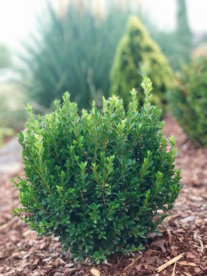 Buxus Microphylla 'franklin's Gem' - View 31 from www redcrocus com