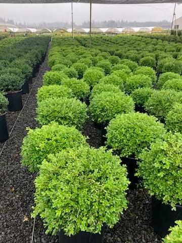 Buxus Microphylla 'franklin's Gem' - View 3 from www redcrocus com