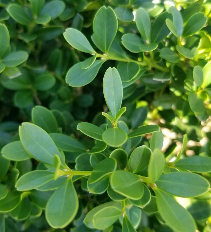Buxus Microphylla 'franklin's Gem' - View 4 from www redcrocus com