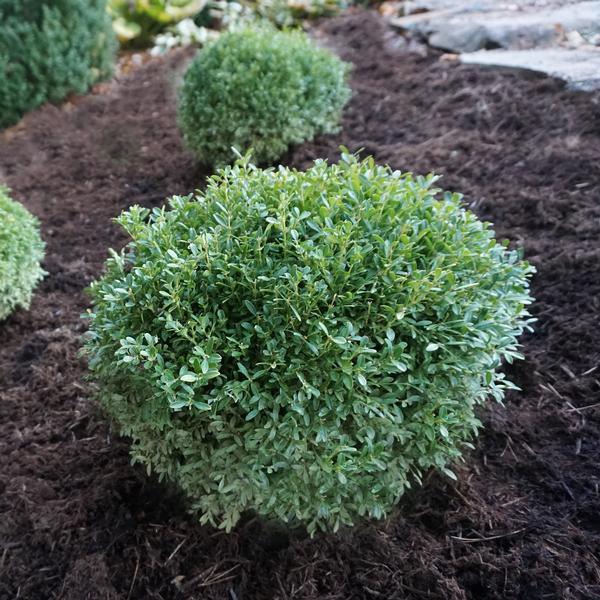 Buxus Microphylla 'franklin's Gem' - View 5 from www redcrocus com
