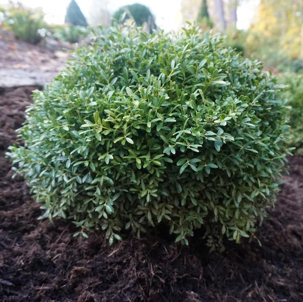 Buxus Microphylla 'franklin's Gem' - View 6 from www redcrocus com