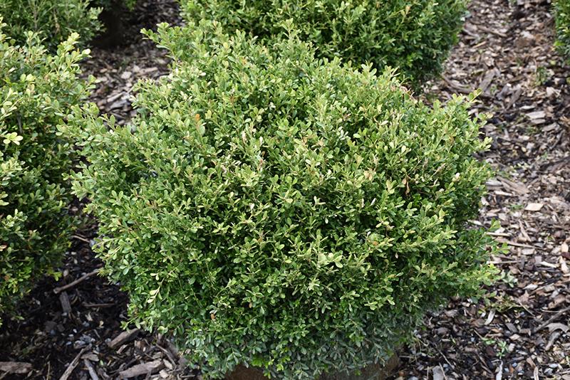 Buxus Microphylla 'franklin's Gem' - View 7 from www redcrocus com
