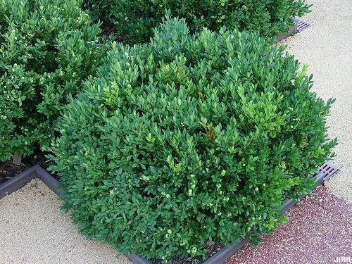 Buxus Microphylla Green Mound - View 14 from www redcrocus com
