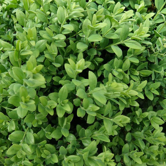 Buxus Microphylla Green Mound - View 1 from www redcrocus com