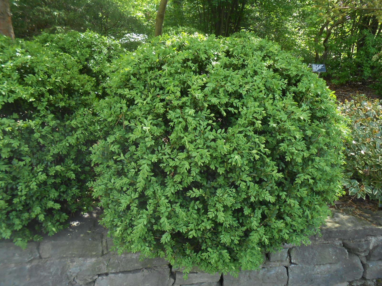 Buxus Microphylla Green Mound - View 2 from www redcrocus com