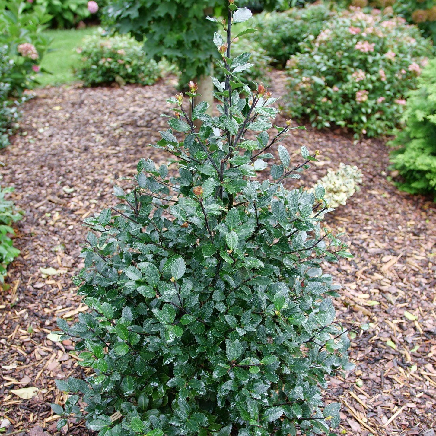 Ilex Meserveae 'castle Spire' - View 19 from www redcrocus com