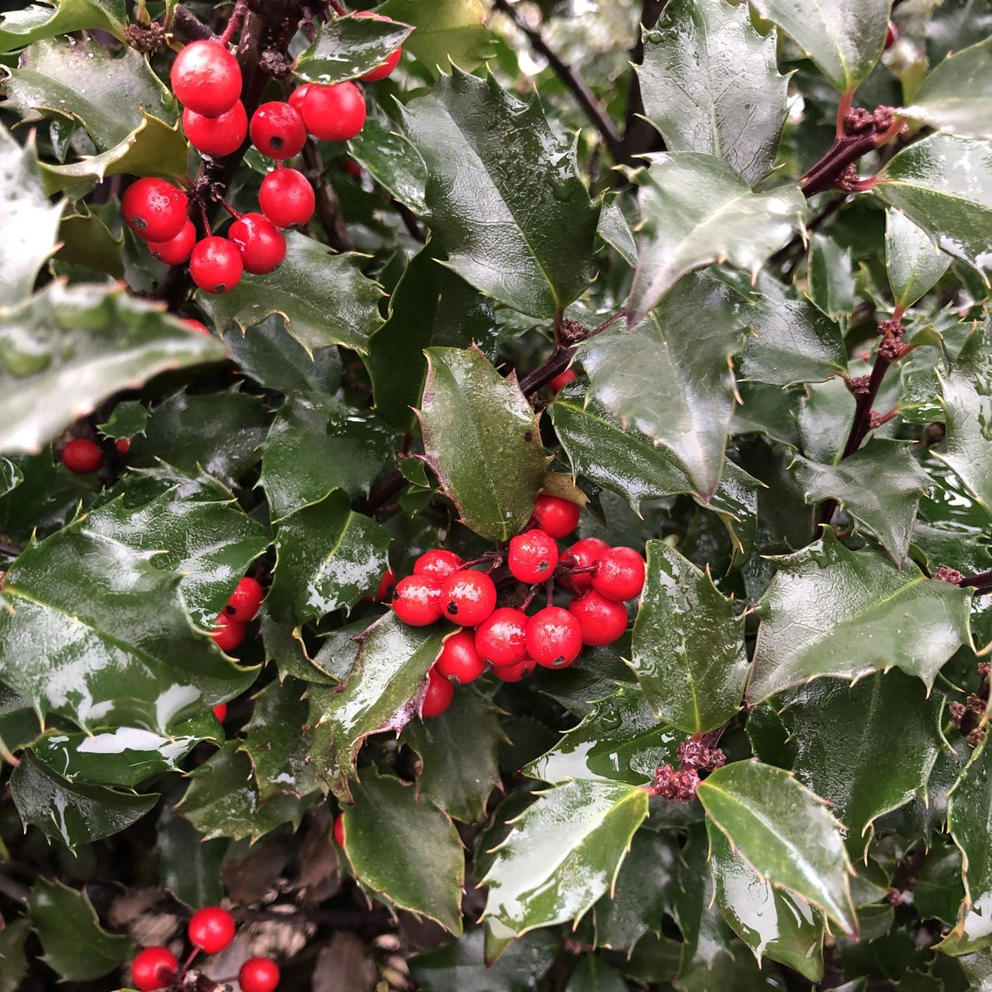 Ilex Meserveae 'castle Spire' - View 30 from www redcrocus com