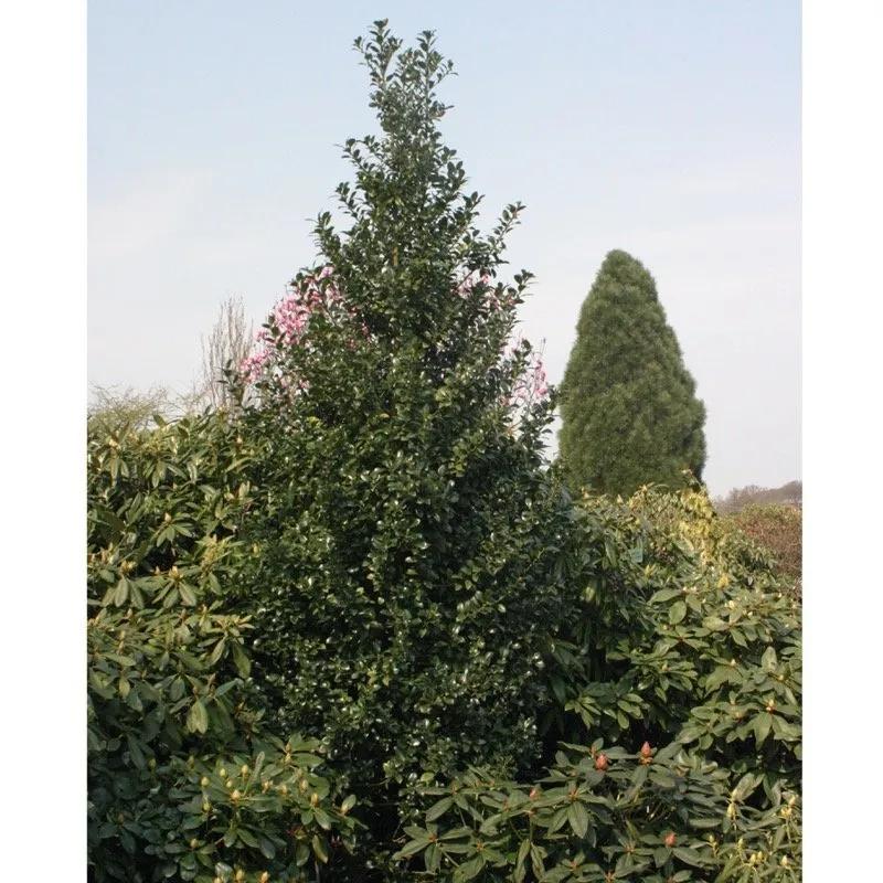 Ilex Meserveae 'castle Spire' - View 32 from www redcrocus com
