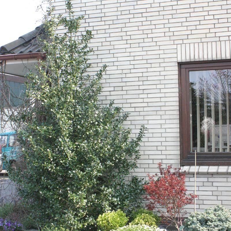 Ilex Meserveae 'castle Spire' - View 34 from www redcrocus com