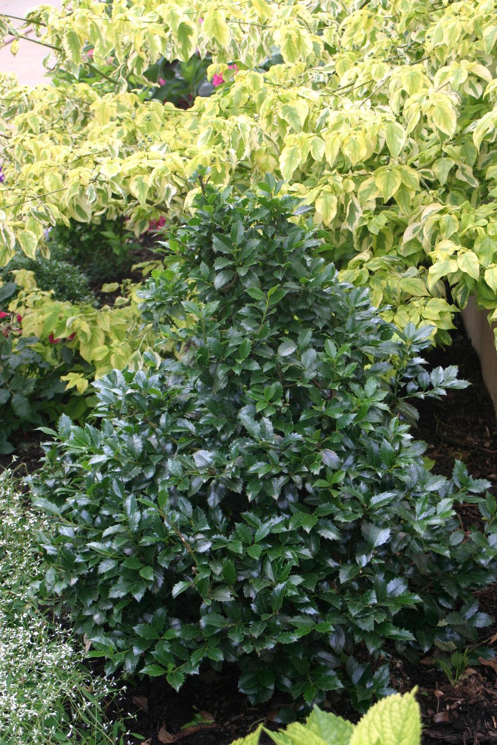 Ilex Meserveae 'castle Spire' - View 37 from www redcrocus com