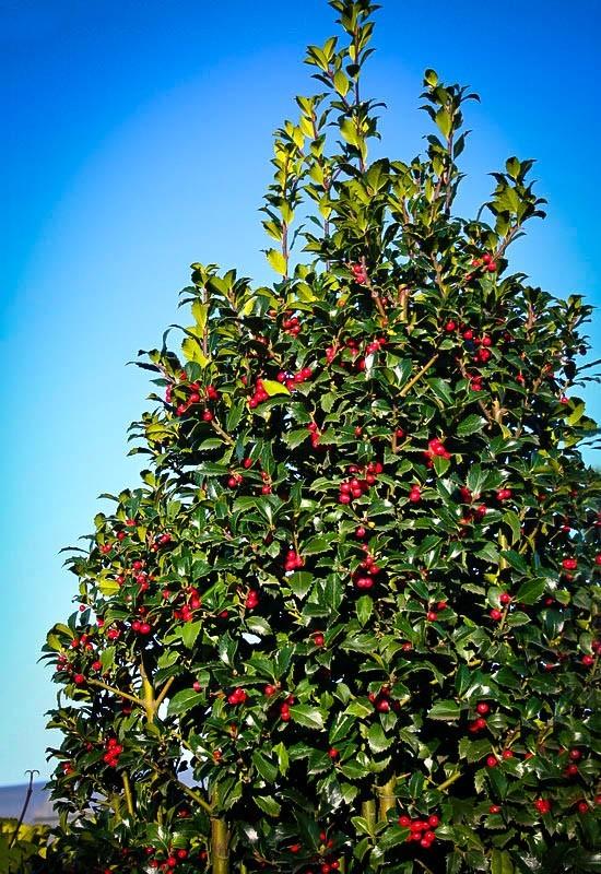 Ilex Meserveae 'castle Spire' - View 40 from www redcrocus com