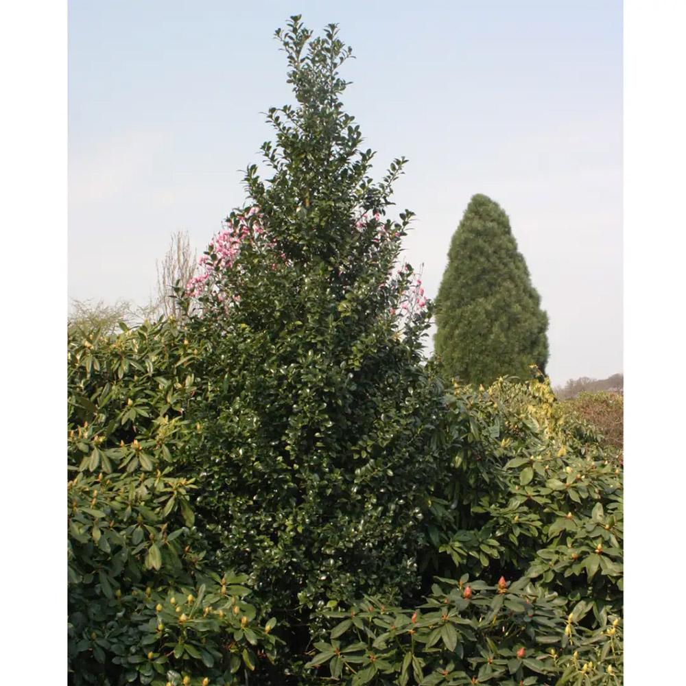 Ilex Meserveae 'castle Spire' - View 6 from www redcrocus com