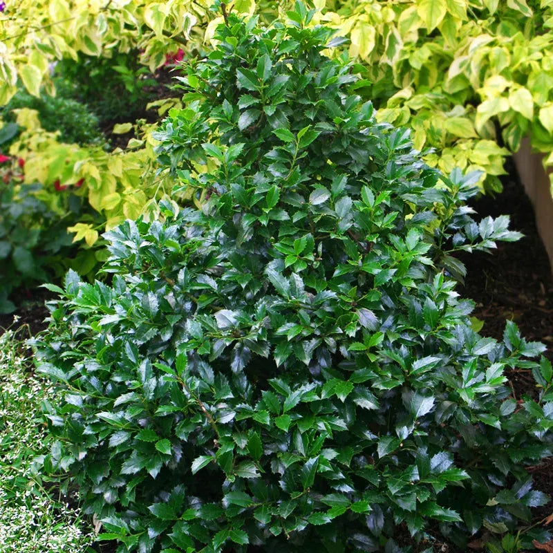 Ilex Meserveae 'castle Spire' - View 7 from www redcrocus com
