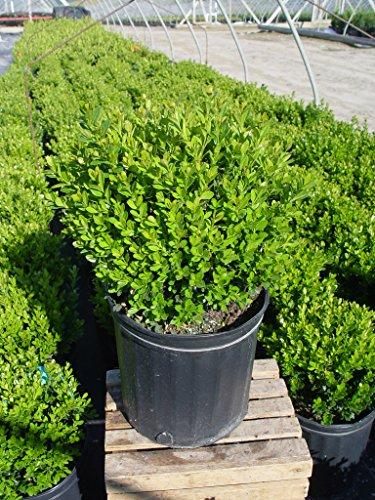 Buxus Microphylla Green Gem - View 12 from www redcrocus com