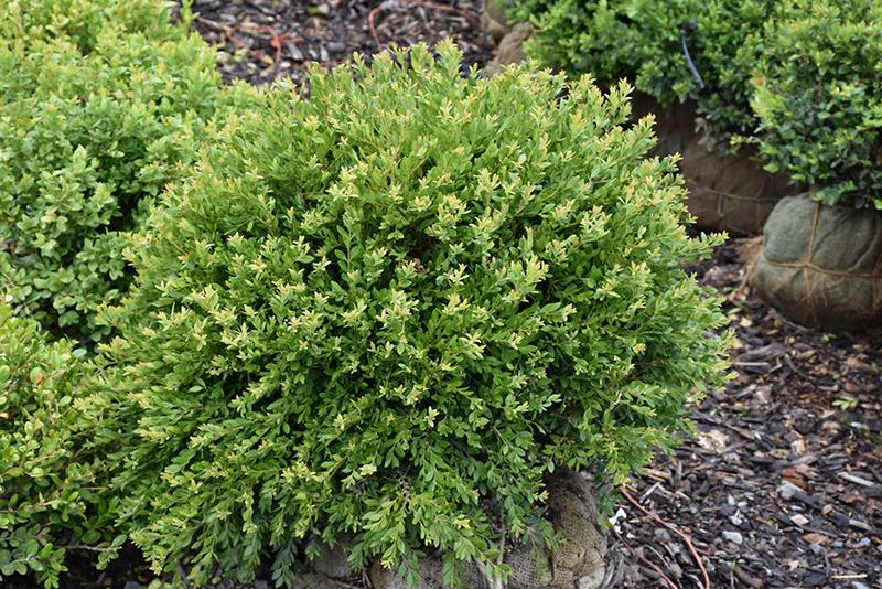 Buxus Microphylla Green Gem - View 15 from www redcrocus com