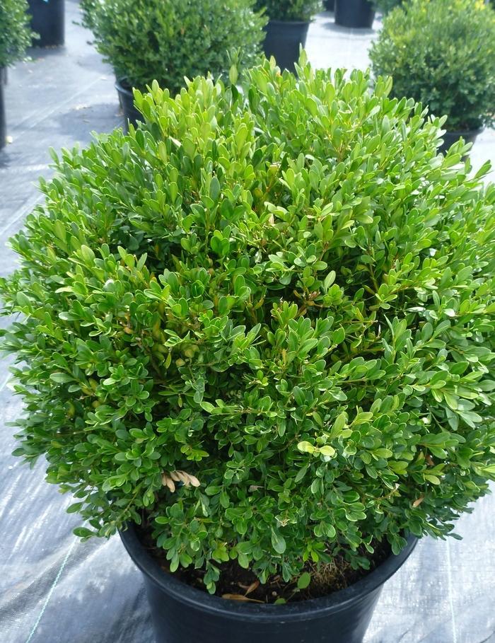 Buxus Microphylla Green Gem - View 4 from www redcrocus com
