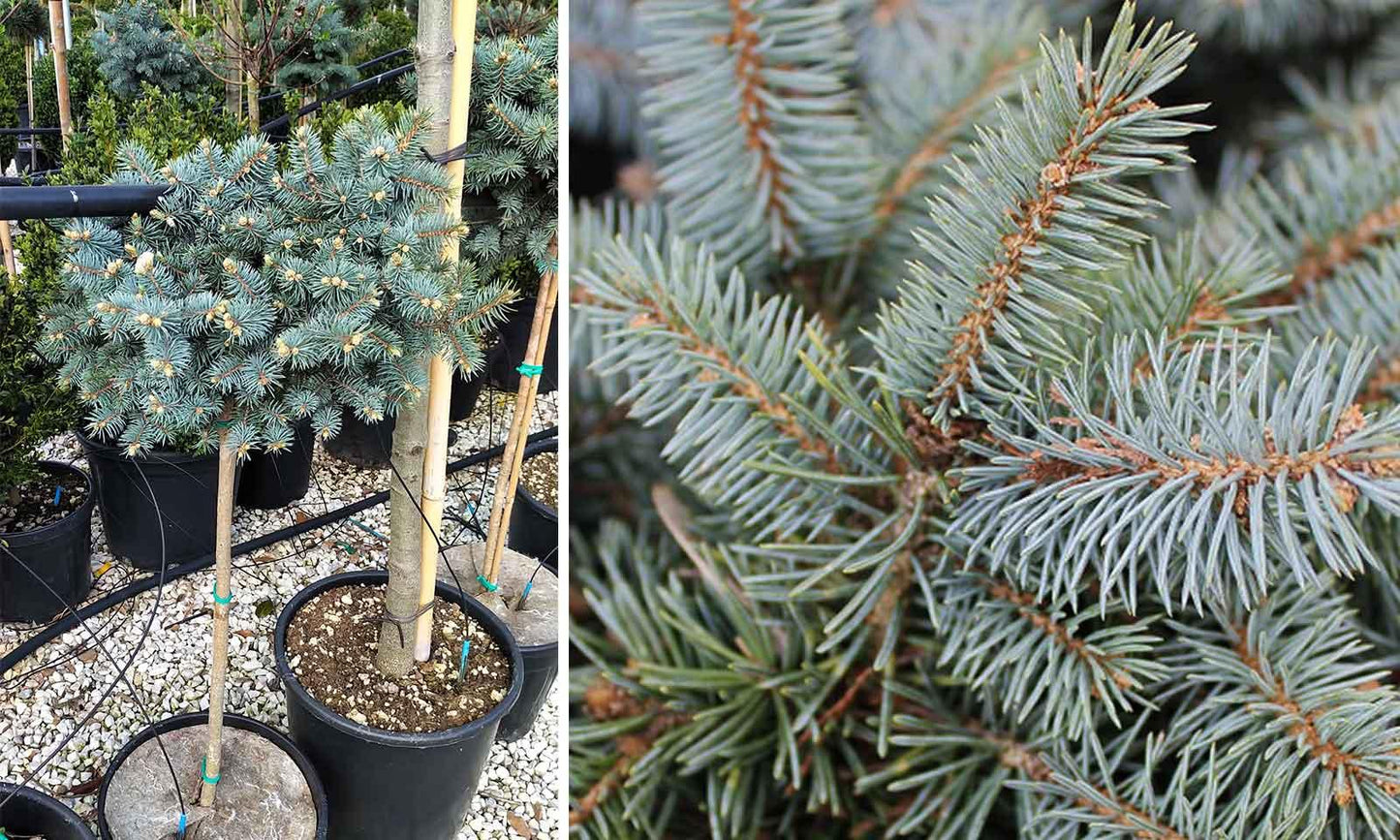 Picea Pungens 'glauca Globosa' Standard - View 10 from www redcrocus com