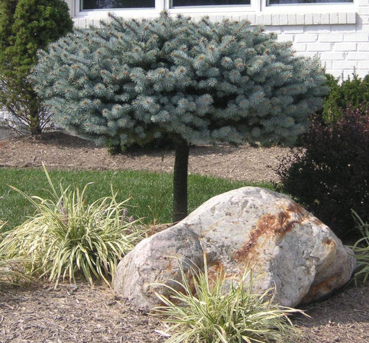 Picea Pungens 'glauca Globosa' Standard - View 11 from www redcrocus com
