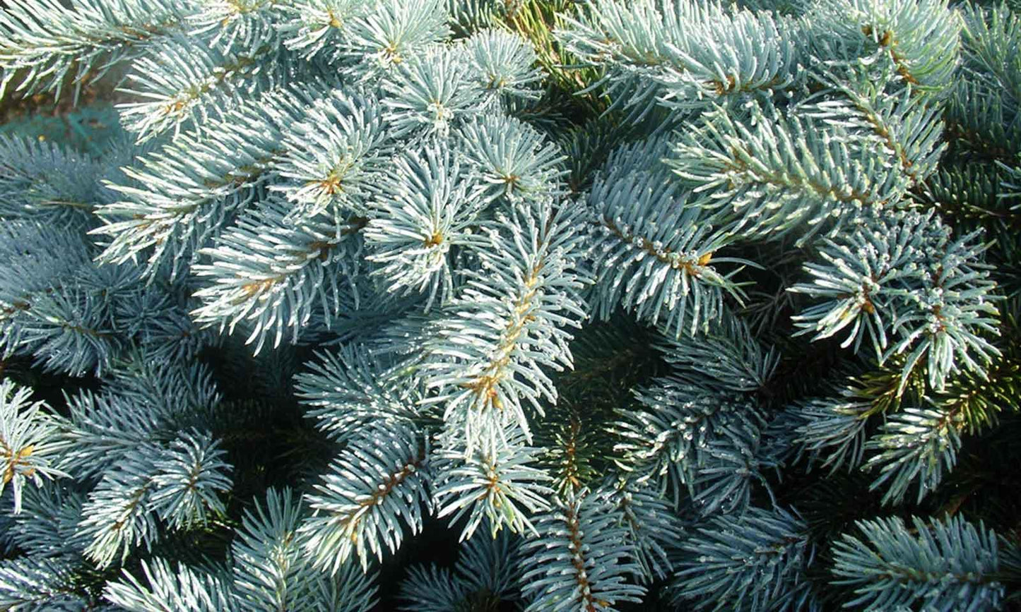 Picea Pungens 'glauca Globosa' Standard - View 13 from www redcrocus com