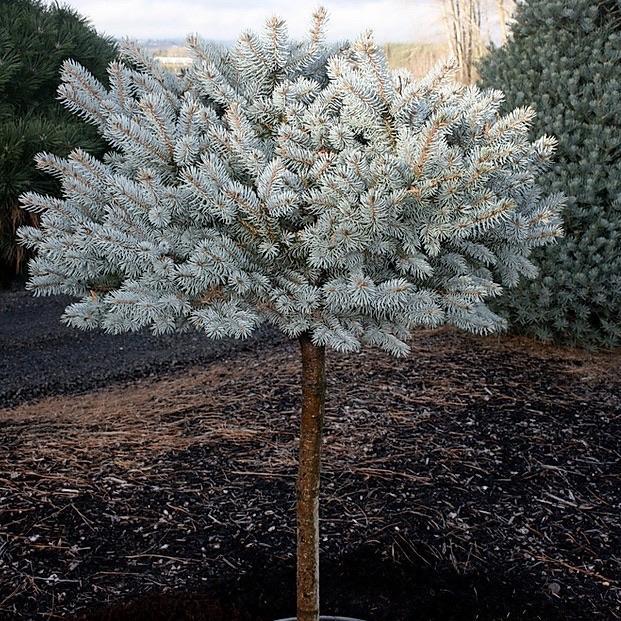 Picea Pungens 'glauca Globosa' Standard - View 15 from www redcrocus com