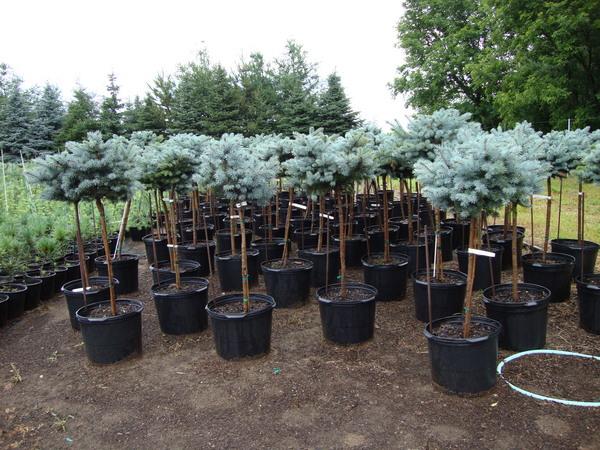 Picea Pungens 'glauca Globosa' Standard - View 18 from www redcrocus com