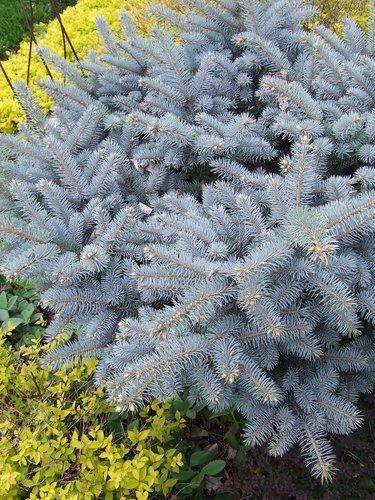 Picea Pungens 'glauca Globosa' Standard - View 20 from www redcrocus com