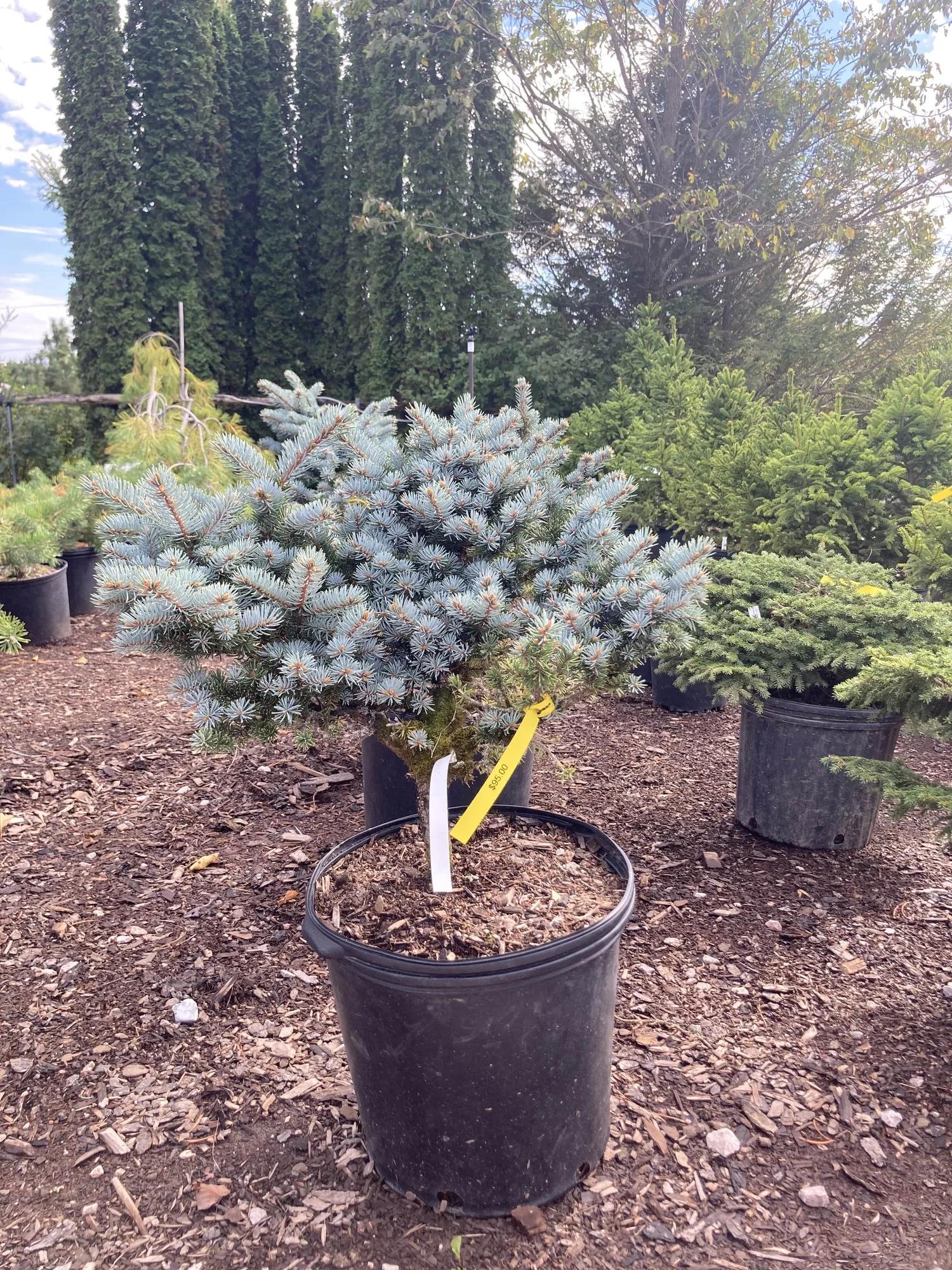 Picea Pungens 'glauca Globosa' Standard - View 22 from www redcrocus com