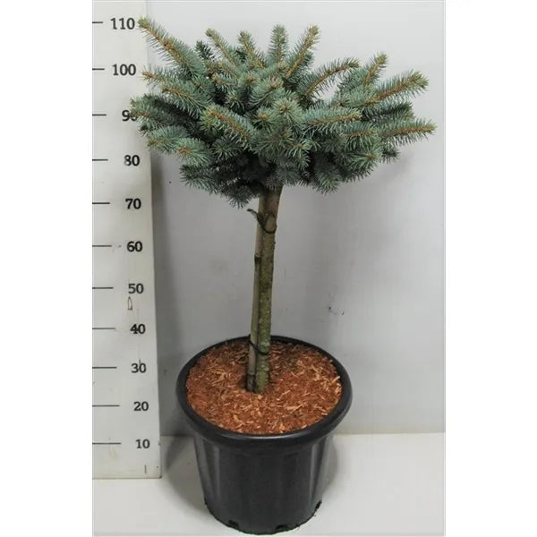 Picea Pungens 'glauca Globosa' Standard - View 24 from www redcrocus com