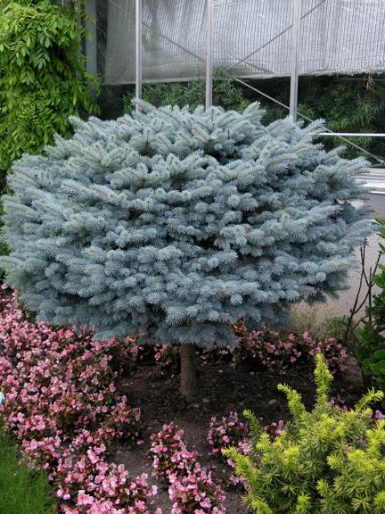 Picea Pungens 'glauca Globosa' Standard - View 25 from www redcrocus com
