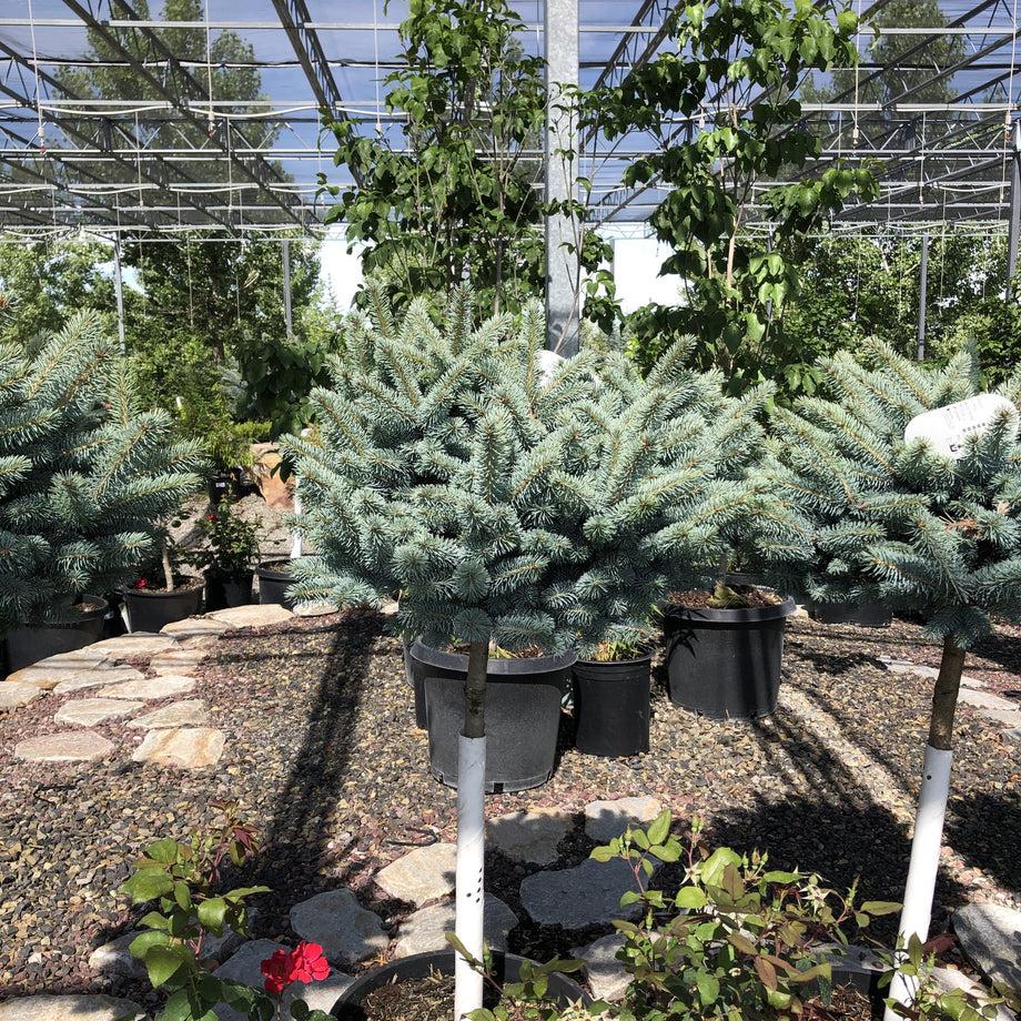 Picea Pungens 'glauca Globosa' Standard - View 26 from www redcrocus com