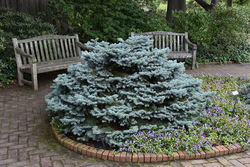 Picea Pungens 'glauca Globosa' Standard - View 27 from www redcrocus com