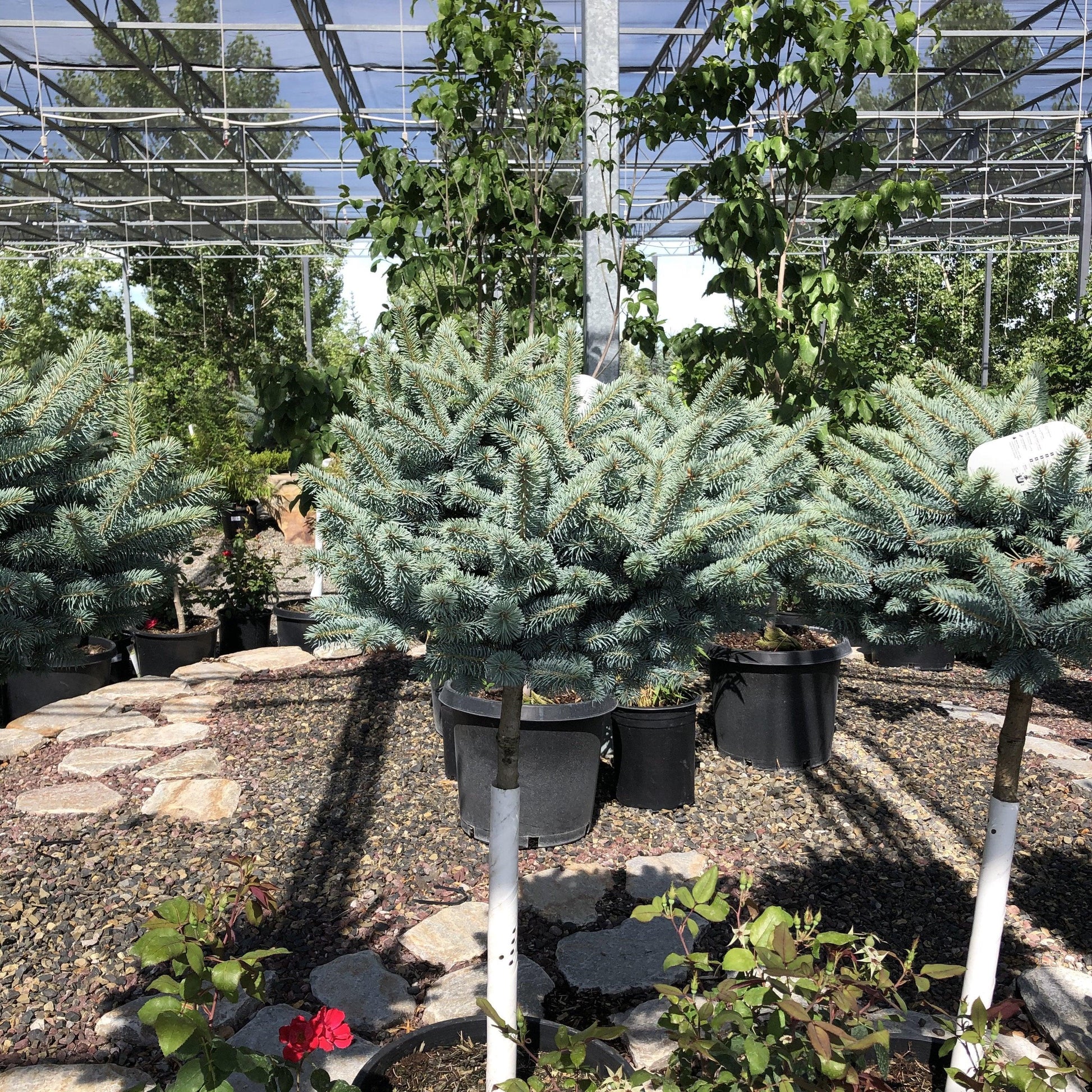 Picea Pungens 'glauca Globosa' Standard - View 28 from www redcrocus com