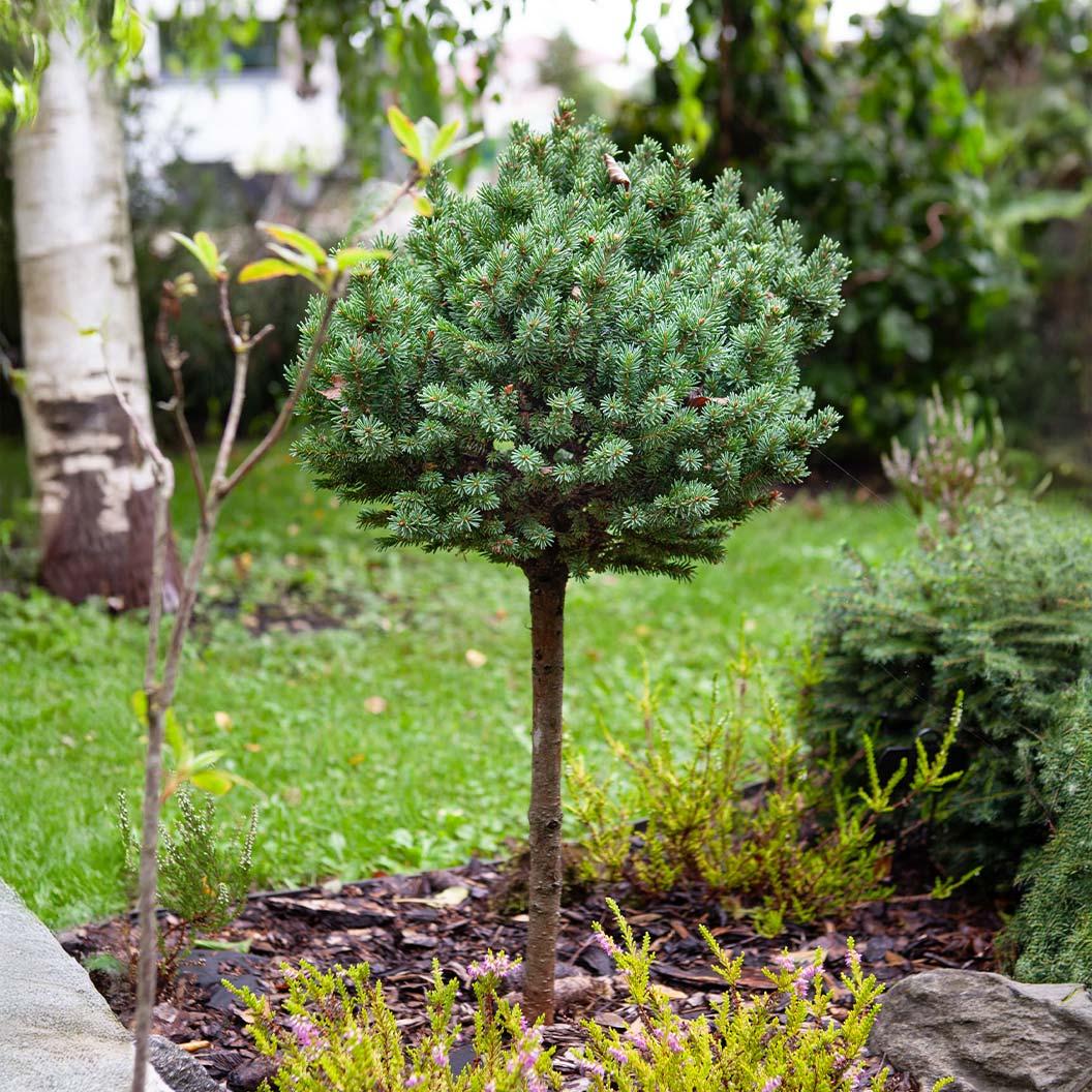 Picea Pungens 'glauca Globosa' Standard - View 32 from www redcrocus com