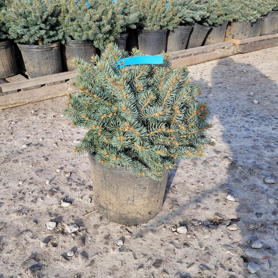 Picea Pungens 'glauca Globosa' Standard - View 5 from www redcrocus com