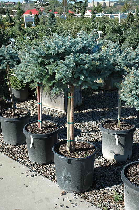 Picea Pungens 'glauca Globosa' Standard - View 6 from www redcrocus com